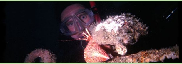 Diving at Mexico Beach, Florida